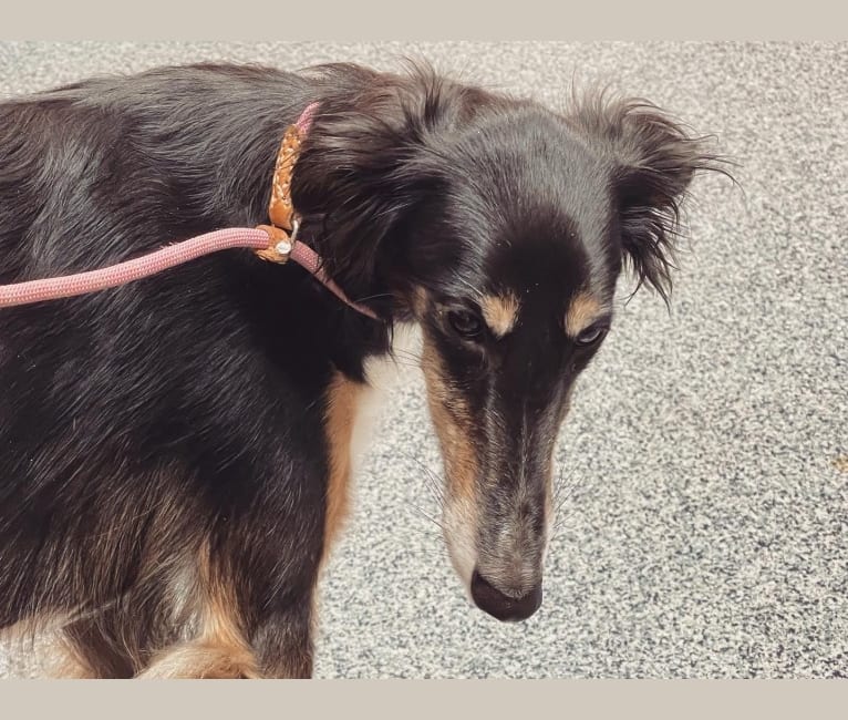 Raven, a Silken Windhound tested with EmbarkVet.com