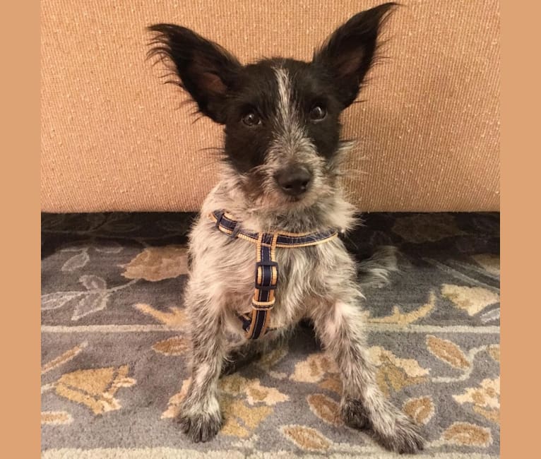 Davis, a Russell-type Terrier and Australian Cattle Dog mix tested with EmbarkVet.com