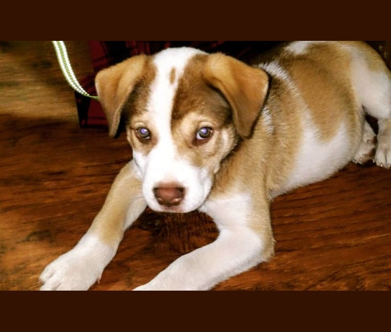Malamute pitbull cheap mix