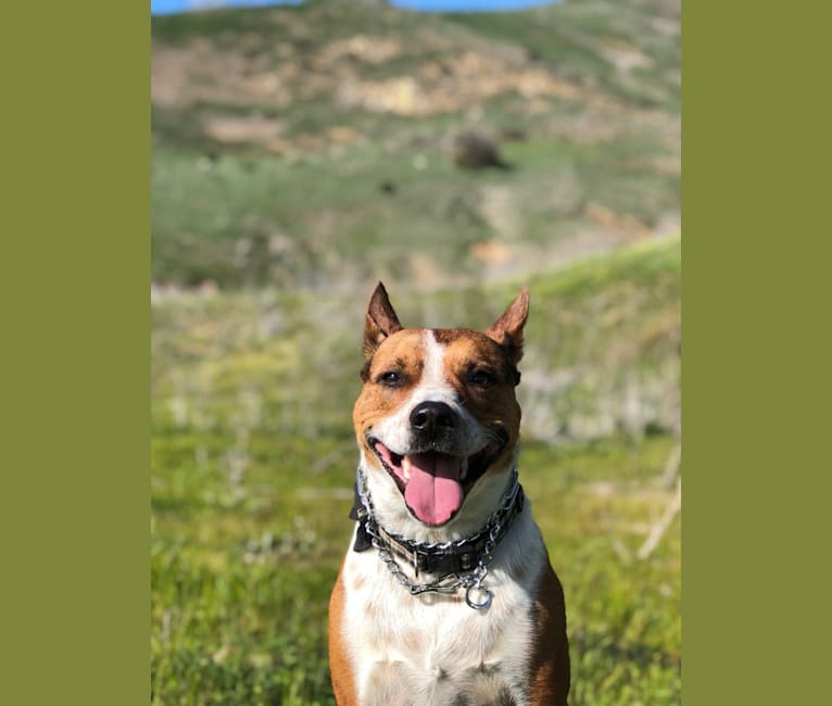 embark dog dna test breed