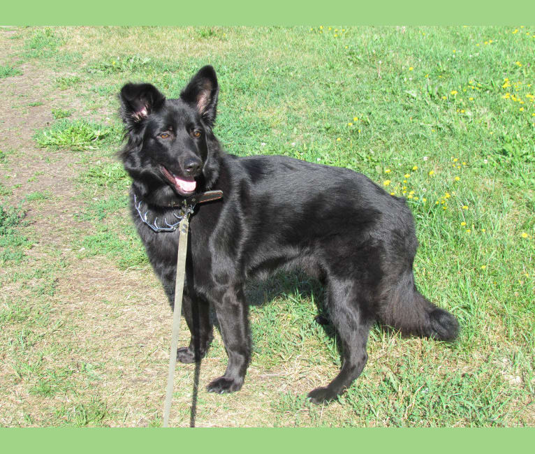 Giant schnauzer sales german shepherd mix