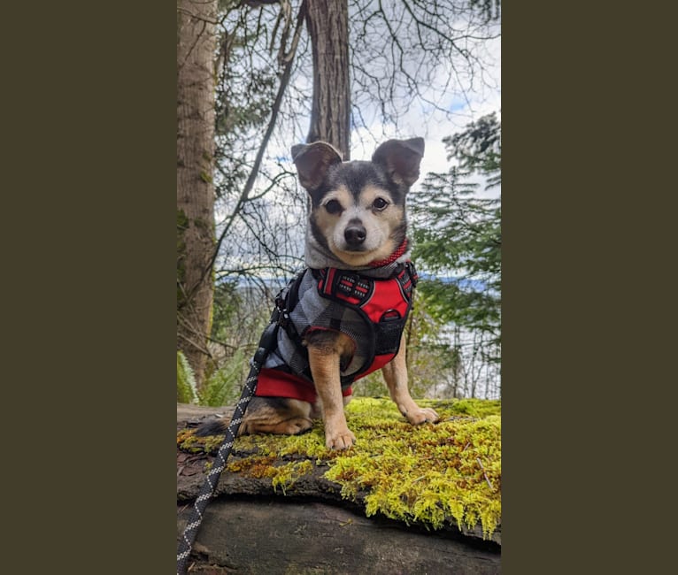 Avery, a Chihuahua and Pomeranian mix tested with EmbarkVet.com