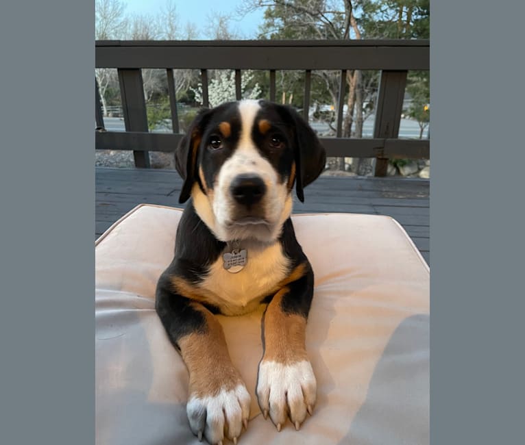 Jojo, a Greater Swiss Mountain Dog tested with EmbarkVet.com