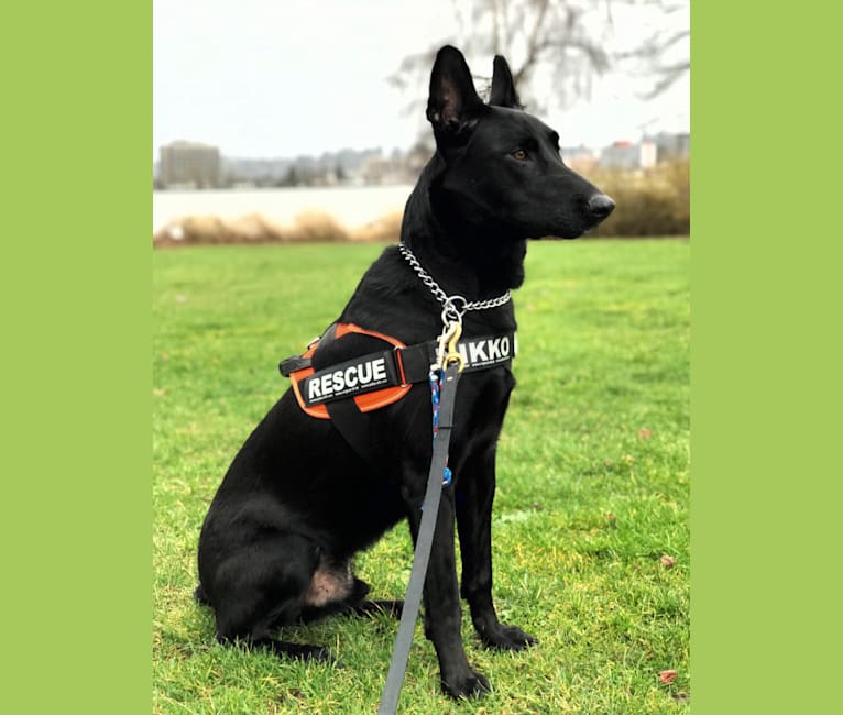 Nikko, a Belgian Shepherd tested with EmbarkVet.com