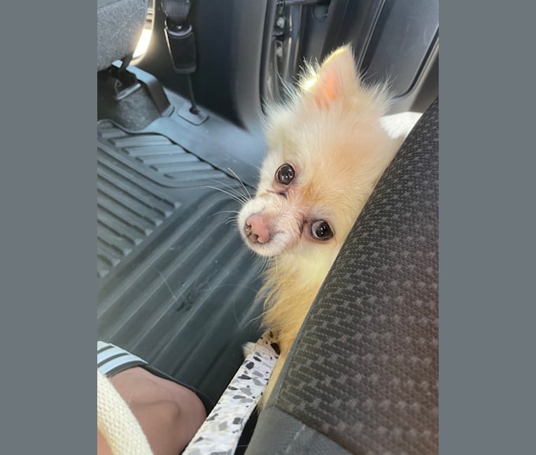 Koda, a Pomeranian tested with EmbarkVet.com