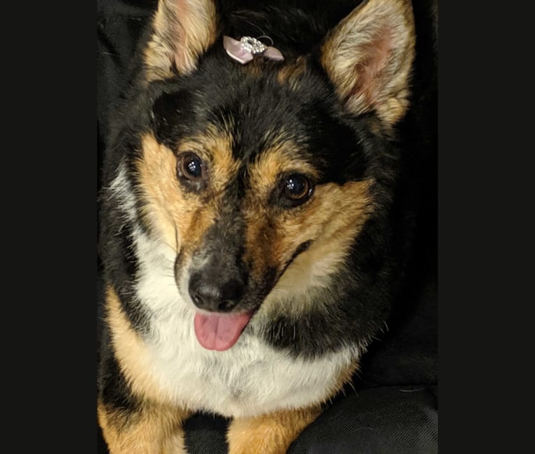 Prunella Shep, an Australian Cattle Dog and Mixed mix tested with EmbarkVet.com