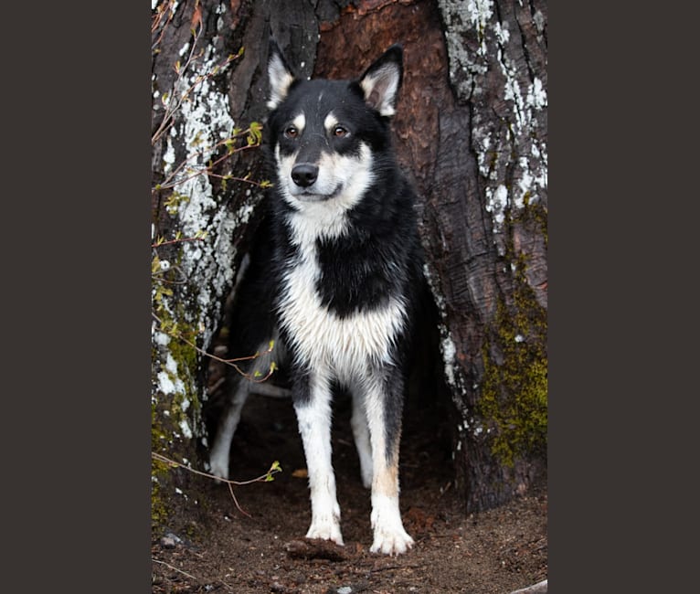 Koda, a Karelian Bear Dog and Laika mix tested with EmbarkVet.com