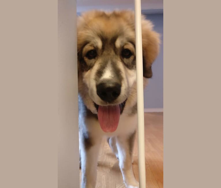 Marshall, a Great Pyrenees and Border Collie mix tested with EmbarkVet.com