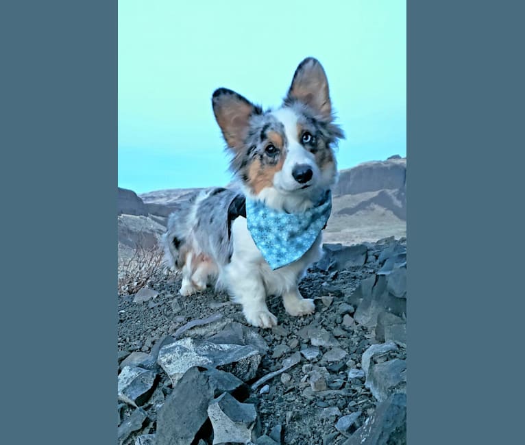 Lady Merle, a Cardigan Welsh Corgi and Pembroke Welsh Corgi mix tested with EmbarkVet.com