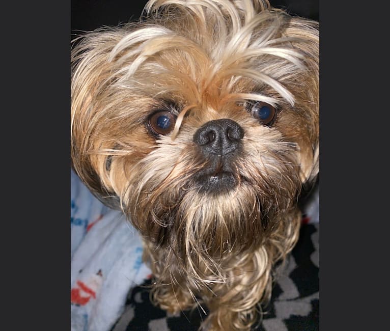 Tug, a Brussels Griffon tested with EmbarkVet.com