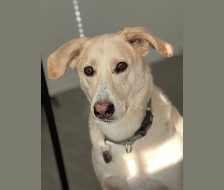 Koda, an American Foxhound and German Shepherd Dog mix tested with EmbarkVet.com