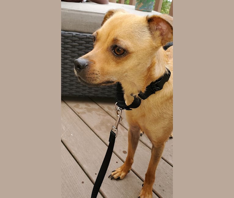 Churro, a Chihuahua and Rat Terrier mix tested with EmbarkVet.com