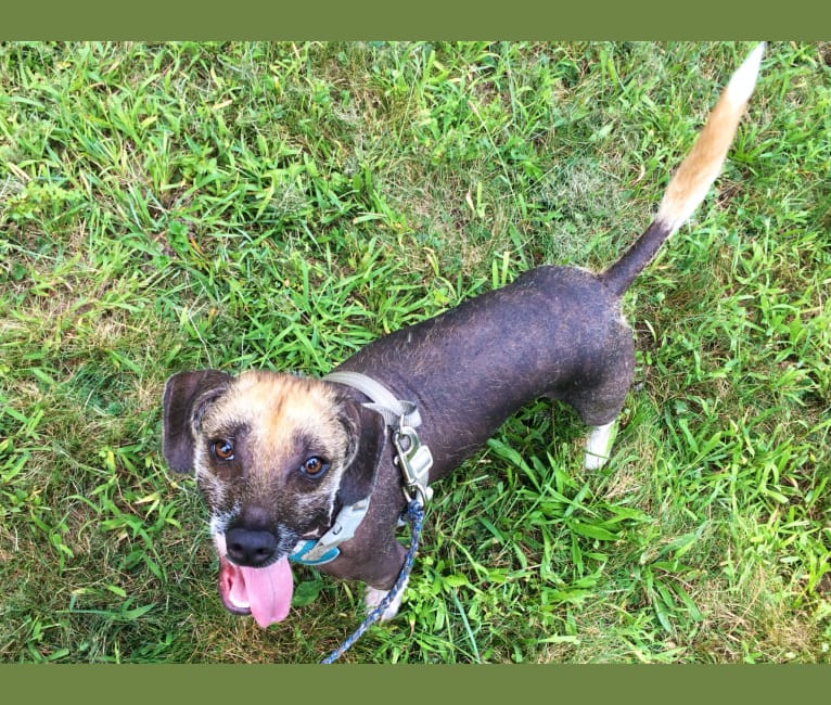 Jinx, a Basset Hound and Pomeranian mix tested with EmbarkVet.com