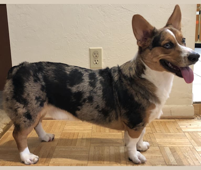 australian shepard corgi