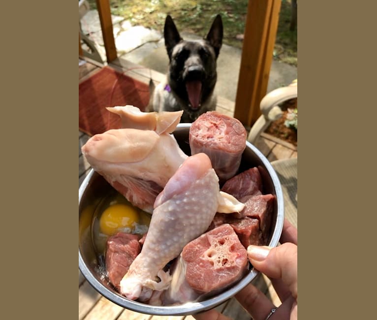 Sauce, a Belgian Shepherd tested with EmbarkVet.com