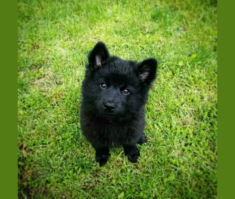 Tala, a Swedish Lapphund tested with EmbarkVet.com