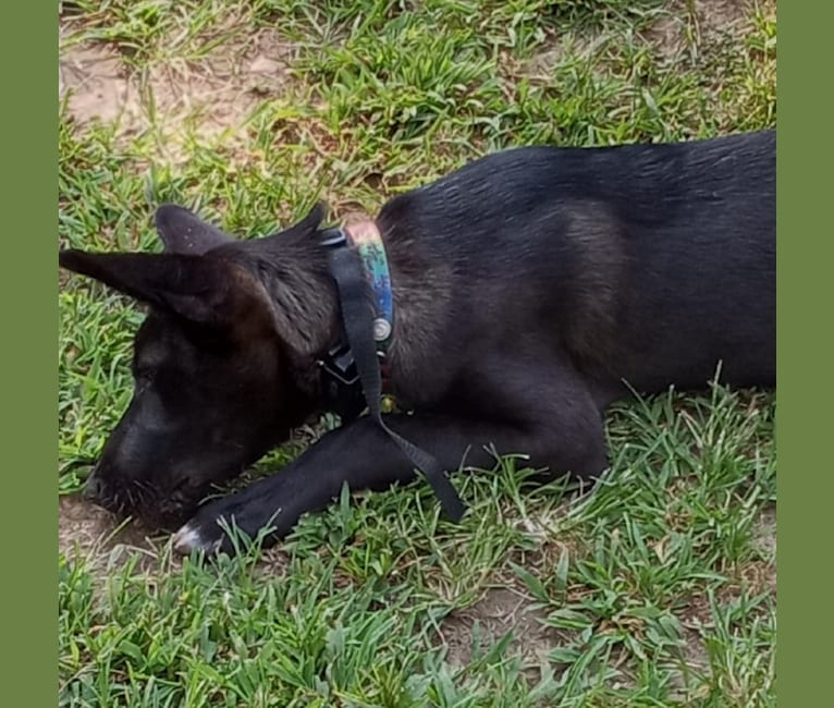 Photo of Jax, a German Shepherd Dog, Australian Cattle Dog, and Mixed mix