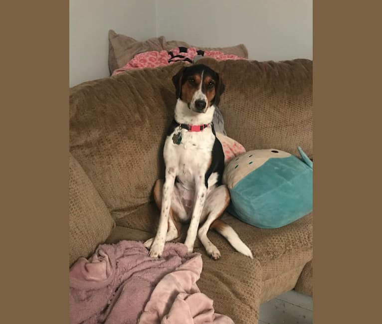 Willow, a Treeing Walker Coonhound and Australian Shepherd mix tested with EmbarkVet.com