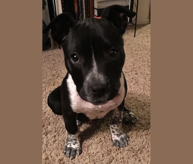 Australian cattle dog american staffordshire terrier mix 2025