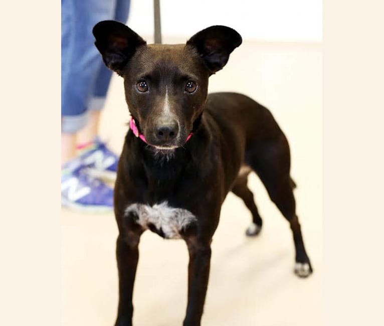 Pepper, an Australian Cattle Dog and Miniature Pinscher mix tested with EmbarkVet.com