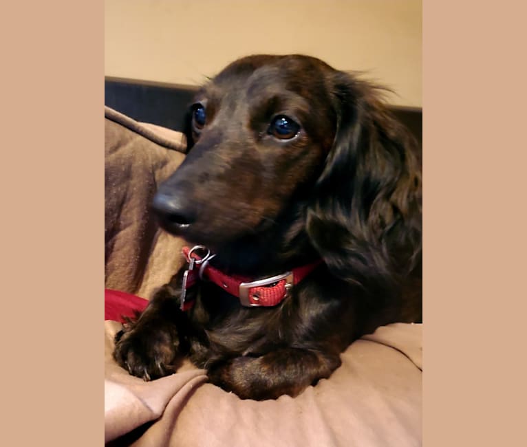 Maggie, a Dachshund tested with EmbarkVet.com