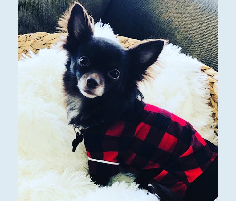 Meeko, a Chihuahua and Poodle (Small) mix tested with EmbarkVet.com