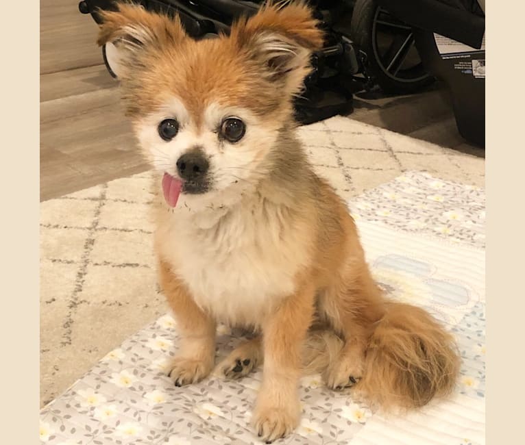 Aki, a Chihuahua and Pekingese mix tested with EmbarkVet.com