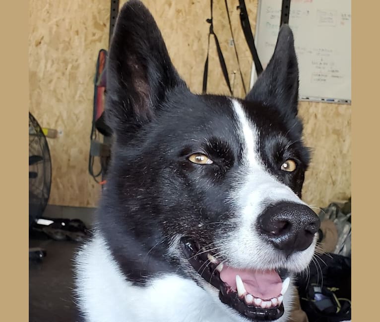 Dumaw Oakenshield, a Karelian Bear Dog tested with EmbarkVet.com