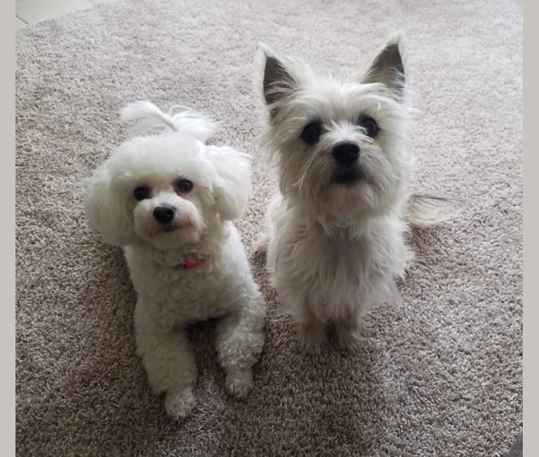 Willow, a Cairn Terrier and Maltese mix tested with EmbarkVet.com