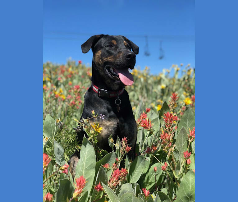 Murphy, a Bullmastiff and German Shepherd Dog mix tested with EmbarkVet.com