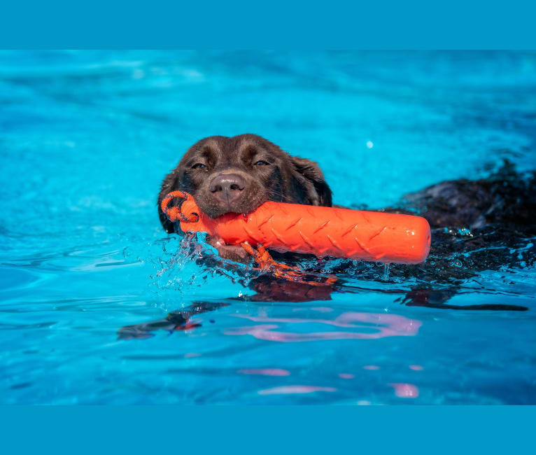 Bailey, a Labrador Retriever tested with EmbarkVet.com