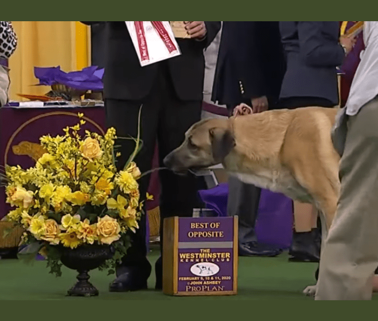 Laddie, an Anatolian Shepherd Dog tested with EmbarkVet.com