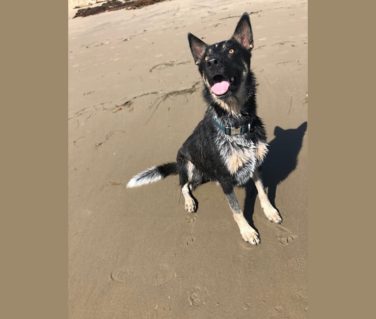 Embark Dog DNA Test Breed