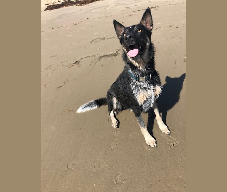 Merle, an Anatolian Shepherd Dog and German Shepherd Dog mix tested with EmbarkVet.com