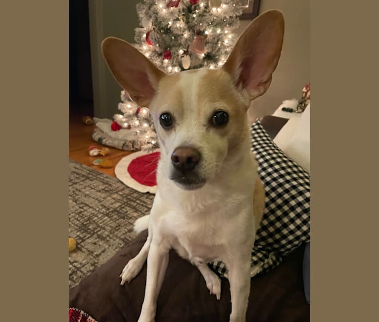 Photo of Chauncey, an American Eskimo Dog, Toy Fox Terrier, Rat Terrier, and Mixed mix in Richmond, Michigan, USA