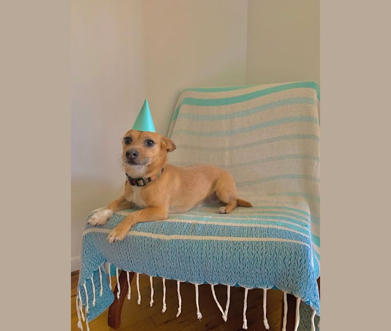 Dewey Duncan, a Chihuahua and Russell-type Terrier mix tested with EmbarkVet.com