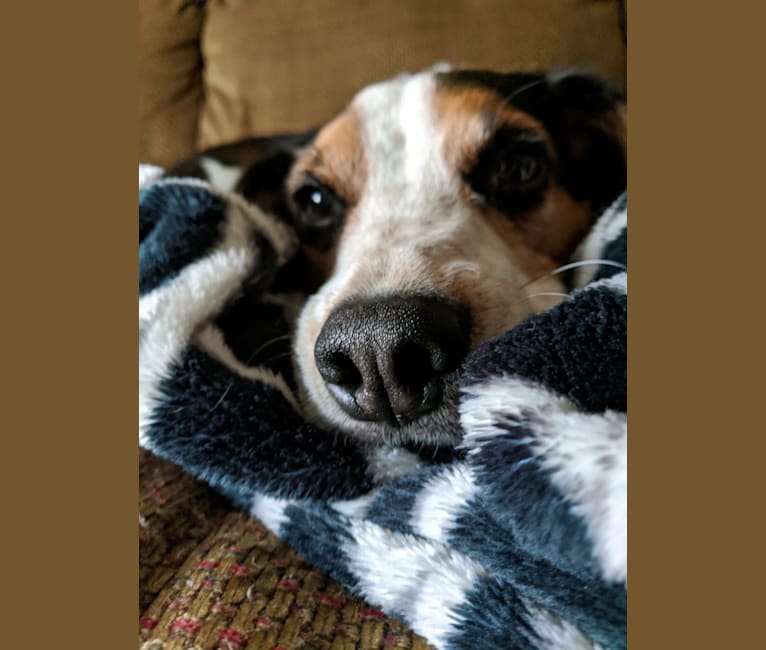 Otis, a Beagle tested with EmbarkVet.com