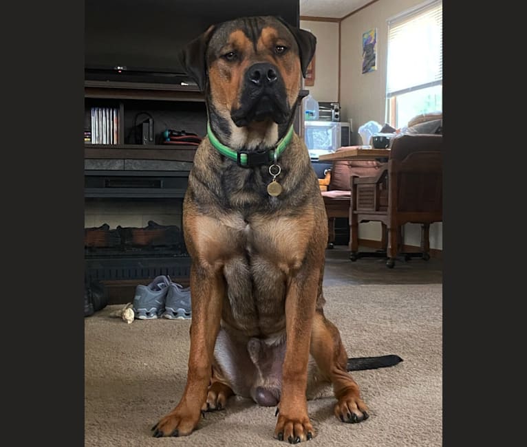 Lenny, a Rottweiler and American Pit Bull Terrier mix tested with EmbarkVet.com