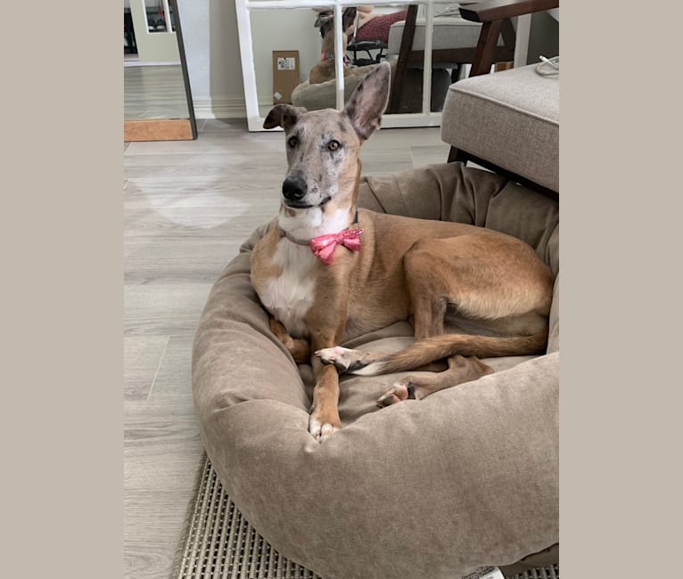 Malinois great dane hot sale mix