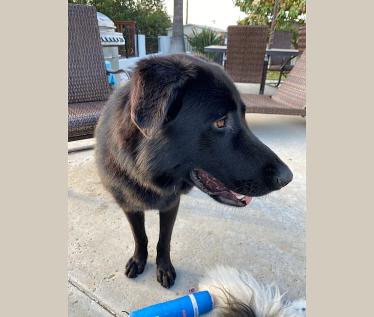 Otto (Othello), a German Shepherd Dog and Newfoundland mix tested with EmbarkVet.com