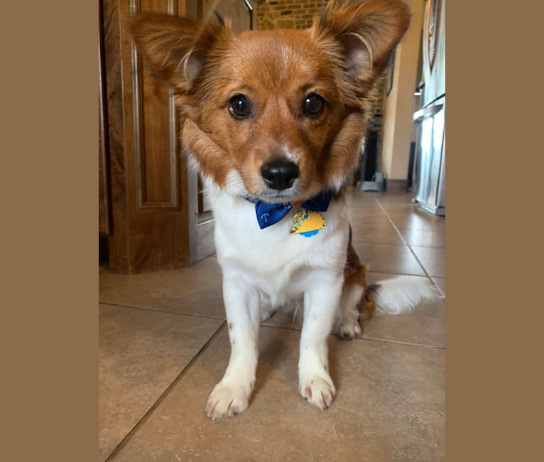 Photo of Taco, a Pomeranian, Chihuahua, Dachshund, Poodle (Small), and Papillon mix in Justin, Texas, USA