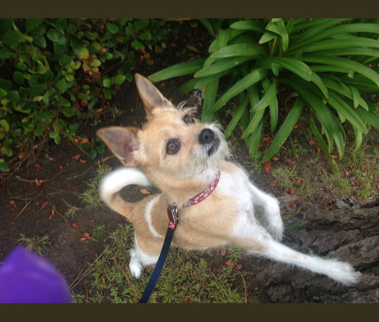 Penny, a Chihuahua and Pomeranian mix tested with EmbarkVet.com