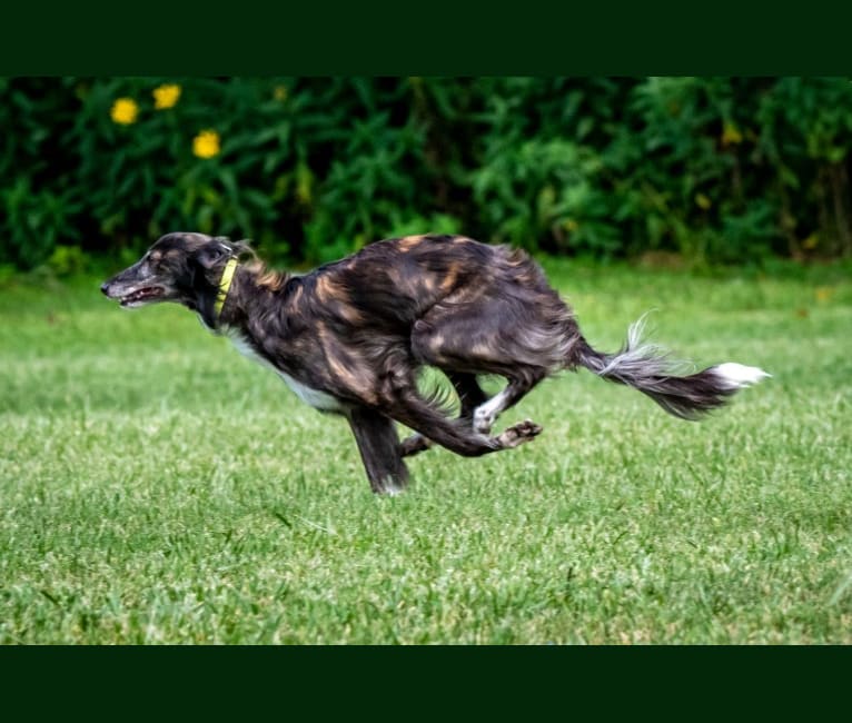 Fox Glen's Eire Airs Galway Girl "Ivy", a Silken Windhound tested with EmbarkVet.com