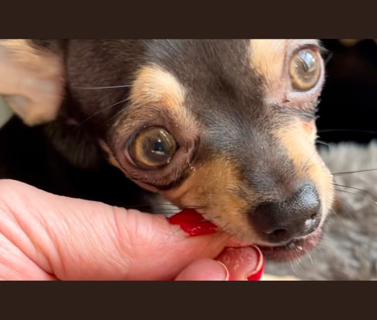 Fancy, a Chihuahua tested with EmbarkVet.com