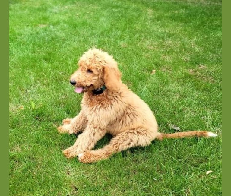 Jackson, a Goldendoodle tested with EmbarkVet.com