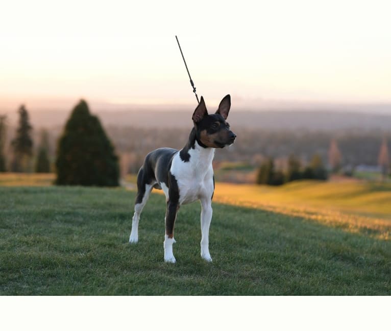 Bode, a Rat Terrier tested with EmbarkVet.com