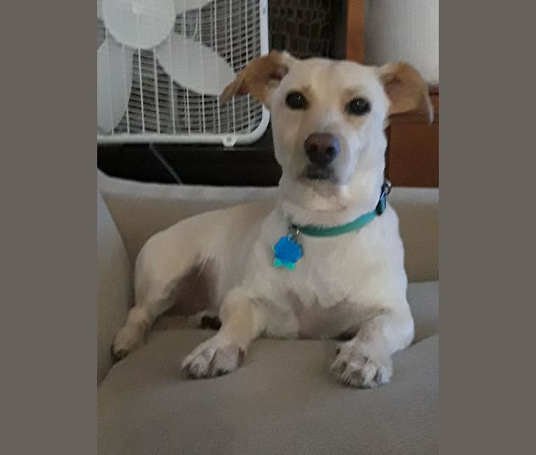 Oliver, a Bichon Frise and Chihuahua mix tested with EmbarkVet.com
