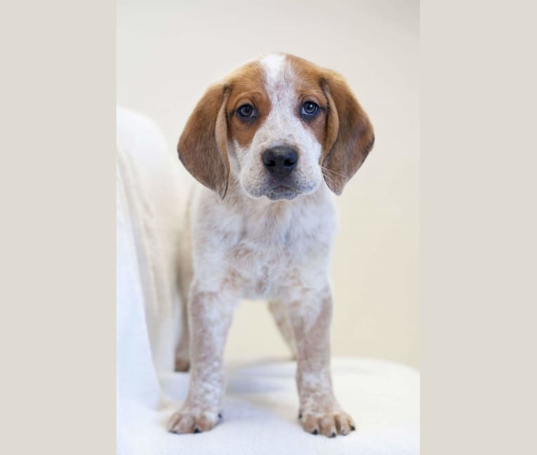 Tuco, a Bluetick Coonhound and American Pit Bull Terrier mix tested with EmbarkVet.com