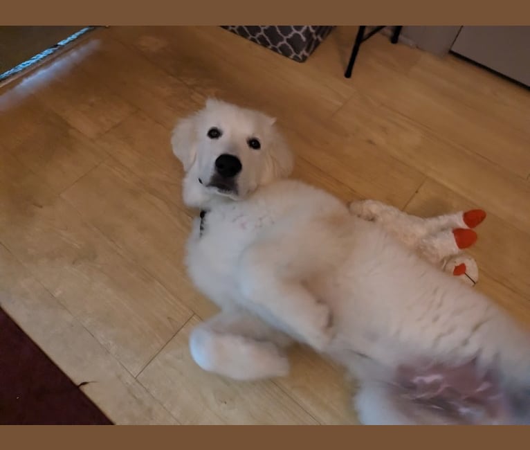 Valiant, a Great Pyrenees tested with EmbarkVet.com