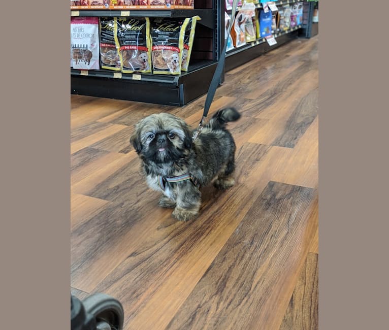 Tuna, a Shih Tzu tested with EmbarkVet.com